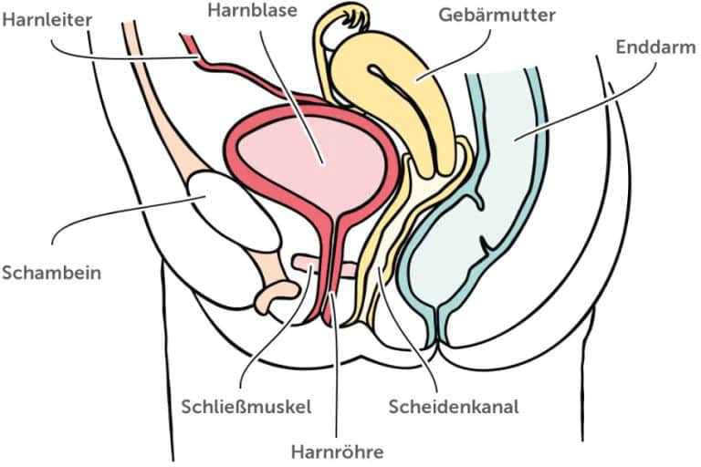 Beckenbodentraining Inkontinenz